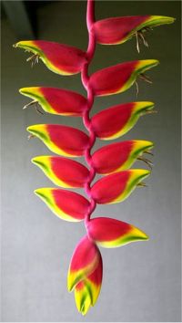 Lobster Claw Heliconia (c) Alvy Ray Smith