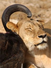 Postprandial Lioness (c) Alvy Ray Smith