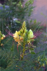 New Mexico Bird of Paradise (c) Alvy Ray Smith