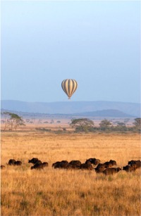 Buffalo and Balloon from Grasstop (c) Alvy Ray Smith