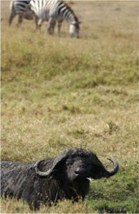 Buffalo Having a Smoke? (c) Alvy Ray Smith