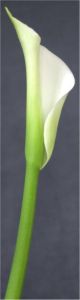 Calla Slim Arc (c) Alvy Ray Smith