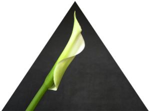 Calla in Triangle (c) Alvy Ray Smith