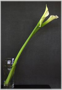 Callas Forked in Water Glass (c) Alvy Ray Smith