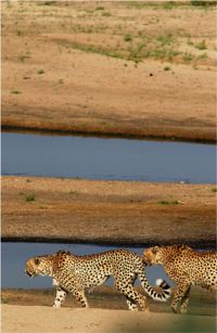 Cheetah and a Half (c) Alvy Ray Smith