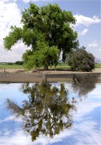 Cottonwood Winter Mirrors Summer (c) Alvy Ray Smith