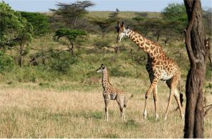 Male Giraffe and His Newlborn (c) Alvy Ray Smith