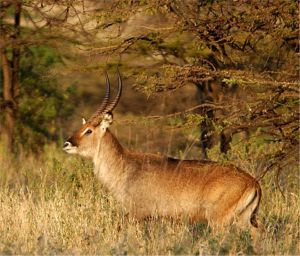 Defassa Waterbuck (c) Alvy Ray Smith