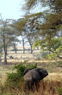Elephant in Fever Trees (c) Alvy Ray Smith