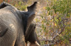 Elephant in Flight or Fight (c) Alvy Ray Smith