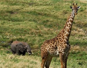 Giraffe and Elephant Composition (c) Alvy Ray Smith