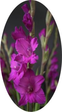 Purple Glads Oval (c) Alvy Ray Smith