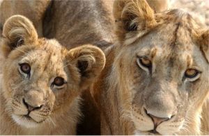 Lion and Her Cub (c) Alvy Ray Smith