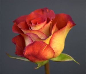 Red-Tipped Peach Rose (c) Alvy Ray Smith
