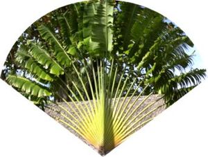 Royal Palmetto Fan (c) Alvy Ray Smith
