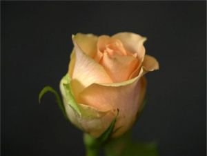 Salmon Rose (c) Alvy Ray Smith