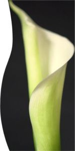 Calla Closeup in Sine Wave (c) Alvy Ray Smith