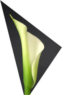 Single Calla Closeup
