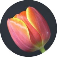 Tulip in the Round (c) Alvy Ray Smith