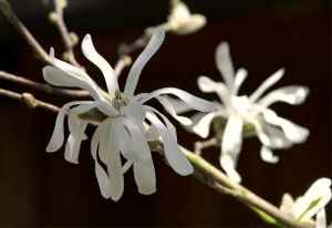Star Magnolia (c) Alvy Ray Smith