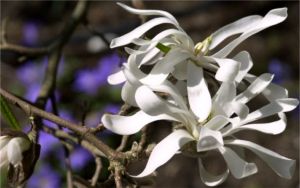 Star Magnolias on Purple Asters (c) Alvy Ray Smith