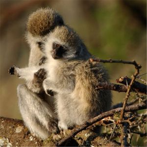 Vervet Monkeys Warming at Dawn (c) Alvy Ray Smith