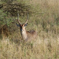 Waterbuck from Balloon (c) Alvy Ray Smith