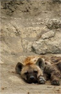 Young Hyena at Den (c) Alvy Ray Smith