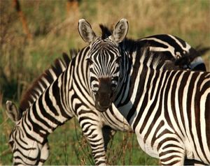 Zebra Arch (c) Alvy Ray Smith