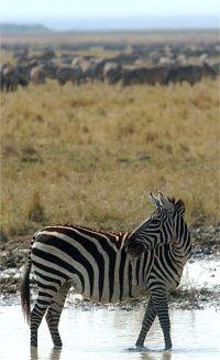 Zebra Leaking Drink (c) Alvy Ray Smith