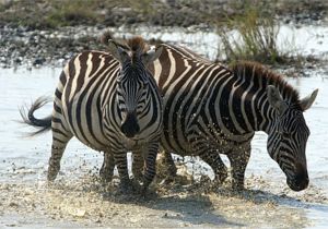 Zebras Splashing (c) Alvy Ray Smith